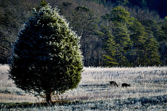 Sunrise at Cades Cove, Great Smokey  Mountain National Park, TN
