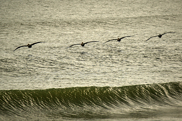Brown pelican, Atlantic coast, Palm Coast, FL