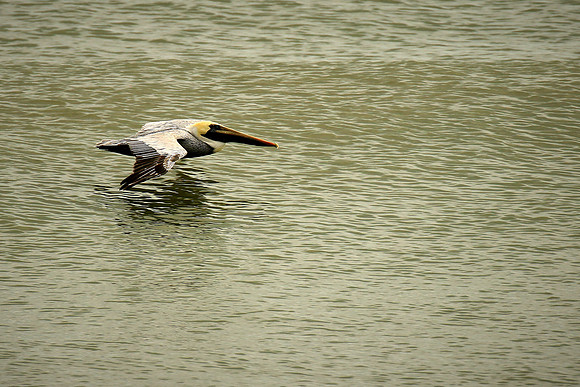 Brown pelican, Atlantic coast, Palm Coast, FL