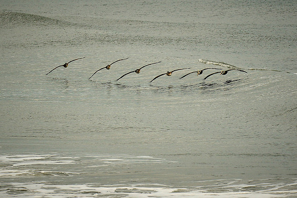 Brown pelican, Atlantic coast, Palm Coast, FL