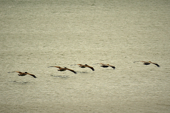 Brown pelican, Atlantic coast, Palm Coast, FL