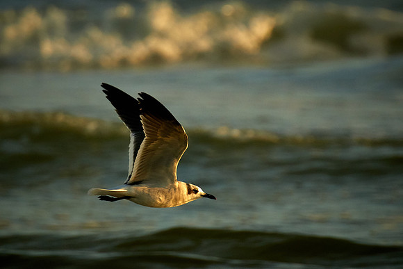 Laughing Gull, Fort Matanzas National Monument, Atlantic coast, FL