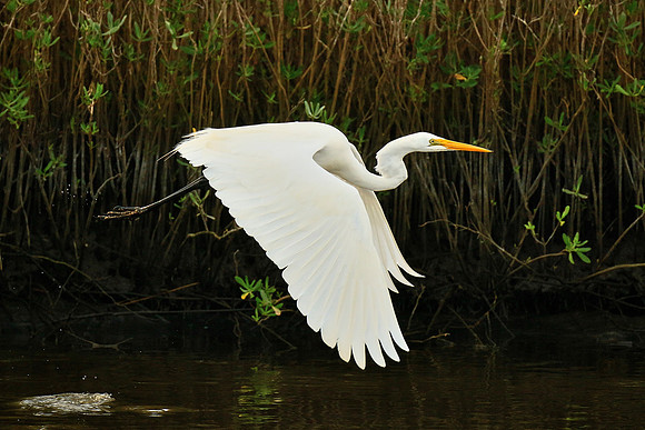 Great egret, Tomoka State Park, FL