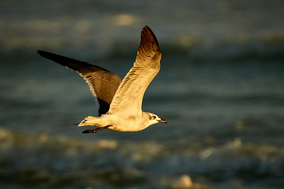 Laughing Gull, Fort Matanzas National Monument, Atlantic coast, FL