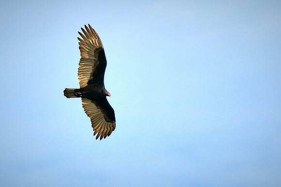 Turkey Vulcher, Tomoka State Park, FL