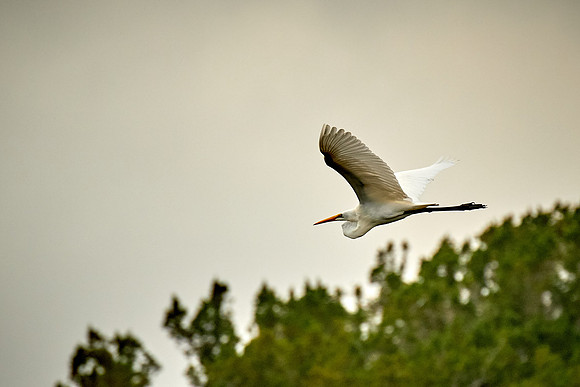 Sunset, Great egret, Bing's Landing, Palm Coast, FL