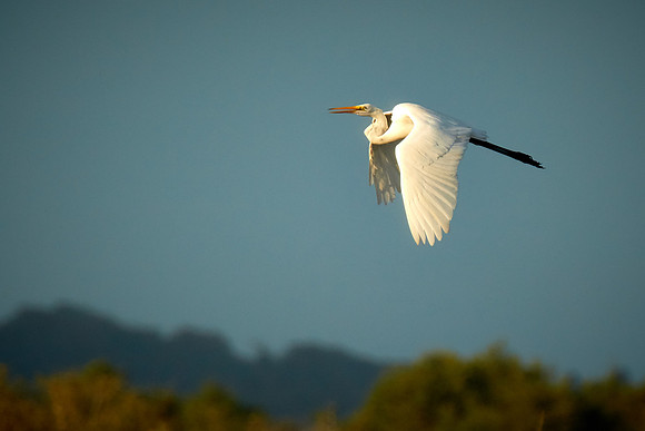 Great egret, Tomoka State Park, FL