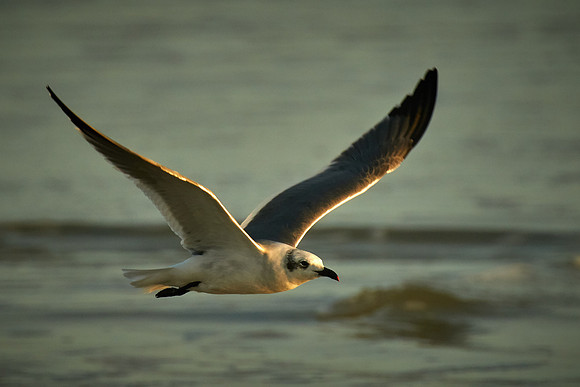 Laughing Gull, Fort Matanzas National Monument, Atlantic coast, FL