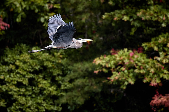 Great Blue Heron, Lake Jocassee, SC