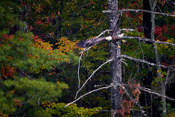 Bald Eagle, Lake Jocassee, SC