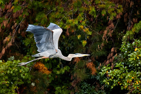 Great Blue Heron, Lake Jocassee, SC