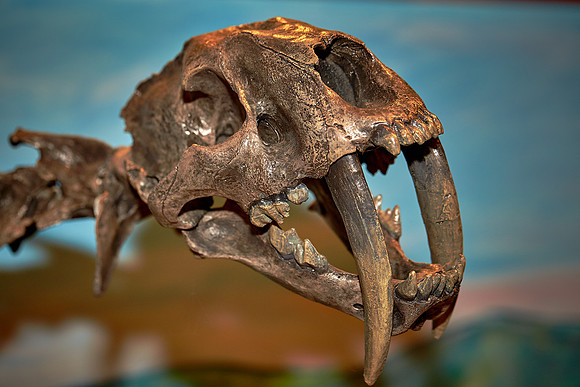 Bob Campbell Geology Museum, Clemson University, Clemson, SC