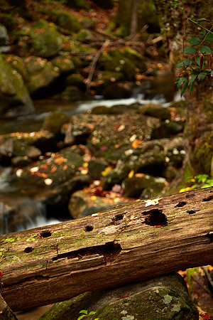 Middle Saluda River, Jones Gap State Park, Marietta, SC