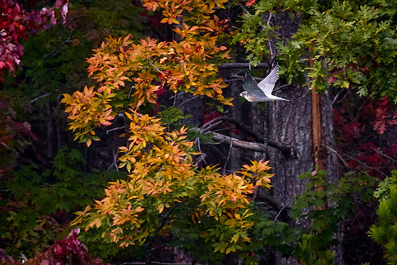 Peregrine Falcon, Lake Jocassee, SC