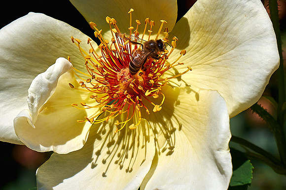 Minnesota Landscape Arboretum