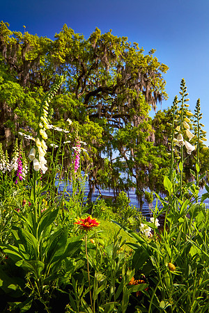 Magnolia Plantation and Gardens, Charleston, SC