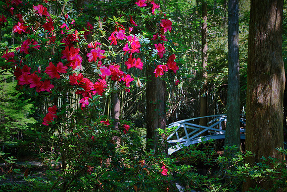 Magnolia Plantation and Gardens, Charleston, SC
