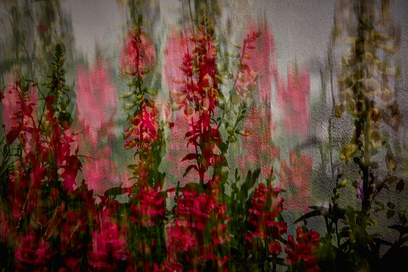 Magnolia Plantation and Gardens, Charleston, SC