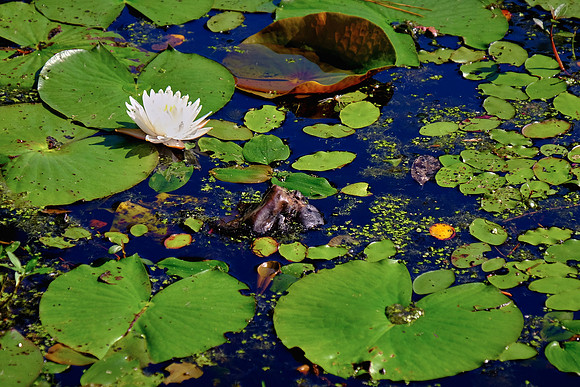 Cypress Gardens, Moncks Corner, SC