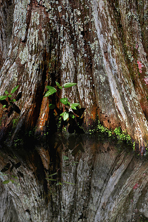 Magnolia Plantation and Gardens, Charleston, SC