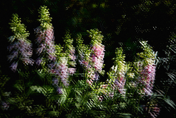 Magnolia Plantation and Gardens, Charleston, SC