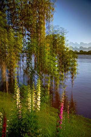 Magnolia Plantation and Gardens, Charleston, SC