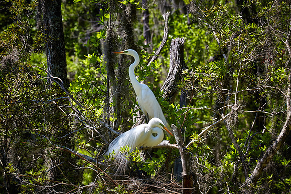 Magnolia Plantation and Gardens, Charleston, SC