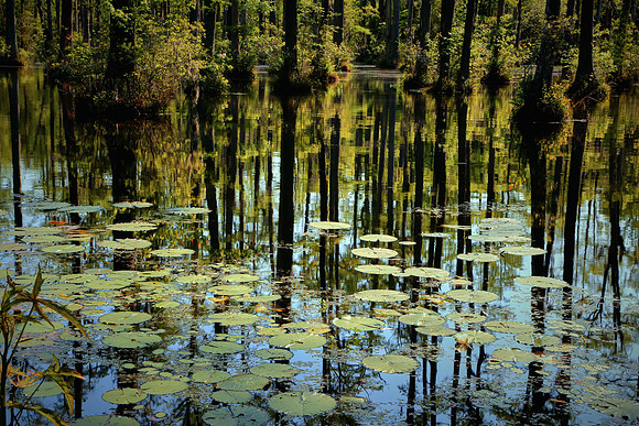 Cypress Gardens, Moncks Corner, SC