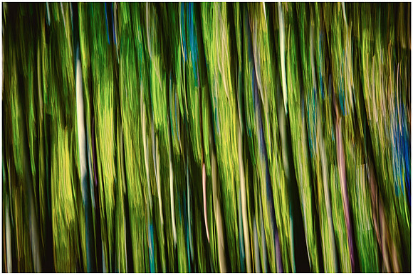 Magnolia Plantation and Gardens, Charleston, SC