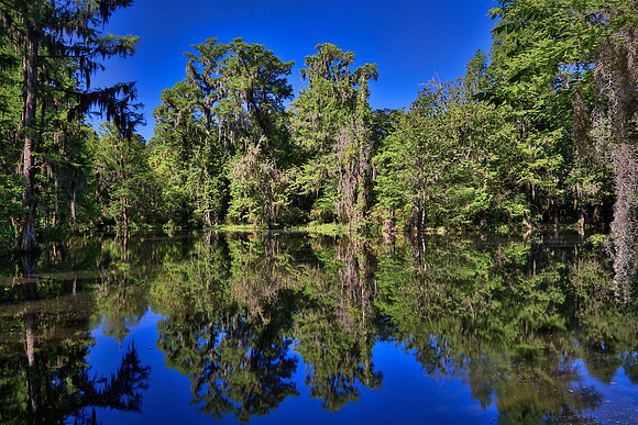 Magnolia Plantation and Gardens, Charleston, SC