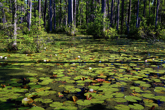 Cypress Gardens, Moncks Corner, SC
