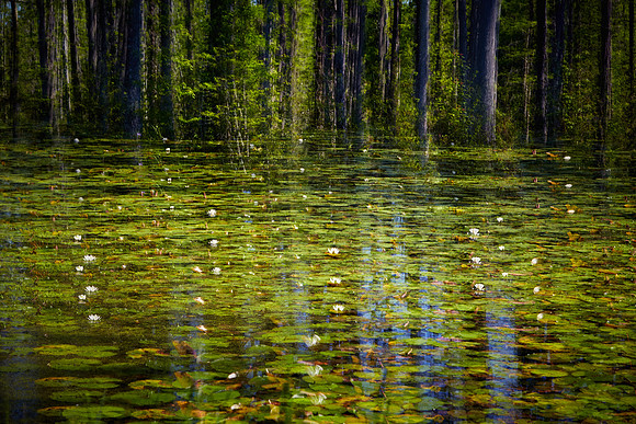 Cypress Gardens, Moncks Corner, SC