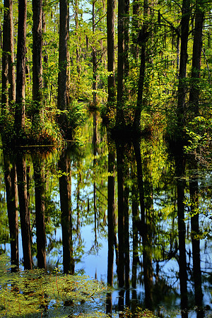 Cypress Gardens, Moncks Corner, SC
