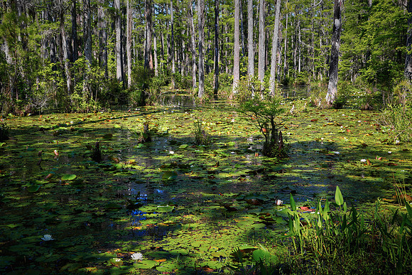 Cypress Gardens, Moncks Corner, SC