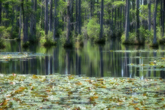 Cypress Gardens, Moncks Corner, SC