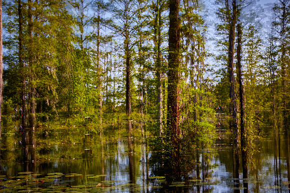 Cypress Gardens, Moncks Corner, SC