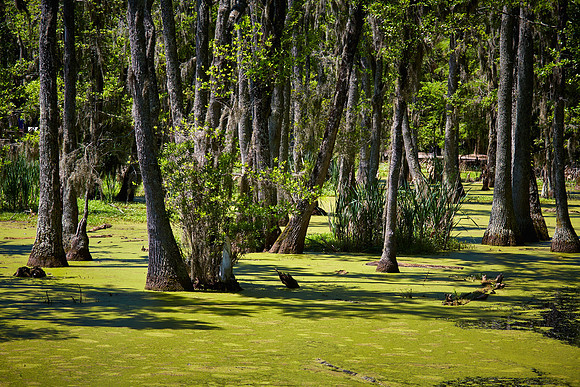 Magnolia Plantation and Gardens, Charleston, SC