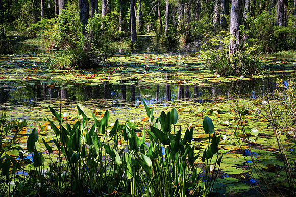 Cypress Gardens, Moncks Corner, SC