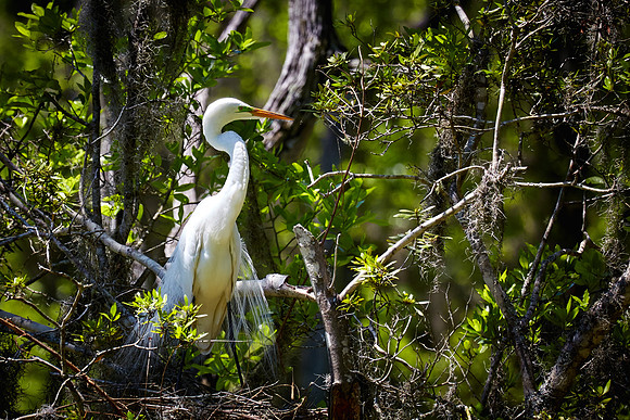 Magnolia Plantation and Gardens, Charleston, SC
