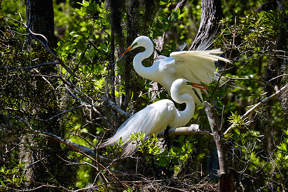 Magnolia Plantation and Gardens, Charleston, SC