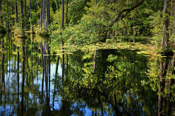Cypress Gardens, Moncks Corner, SC