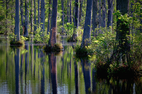 Cypress Gardens, Moncks Corner, SC