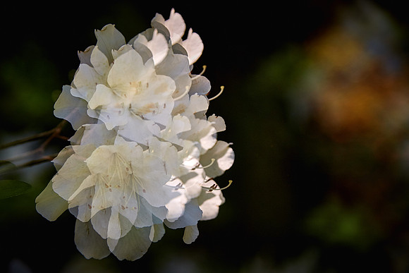 Magnolia Plantation and Gardens, Charleston, SC