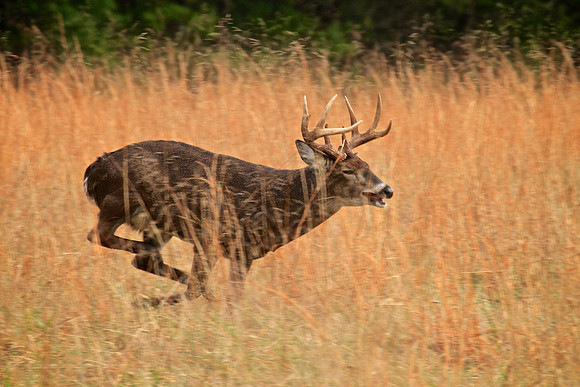 Cades Cove, Tennessee, GSMNP