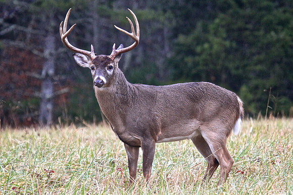 Cades Cove, Tennessee, GSMNP