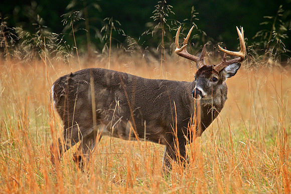 Cades Cove, Tennessee, GSMNP