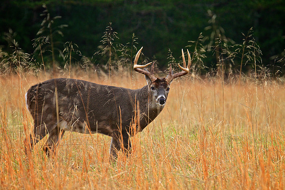Cades Cove, Tennessee, GSMNP