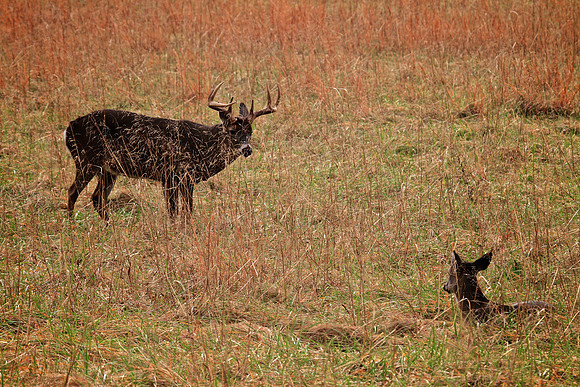 Cades Cove, Tennessee, GSMNP