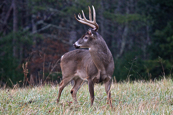 Cades Cove, Tennessee, GSMNP