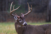 2014 Dec - Cades Cove, GSMNP, TN